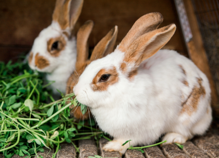 兎の性格と飼育方法について